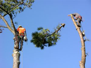 Branching Beyond: Tree Removal Experts at Your Service