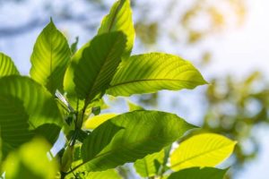 Premium Kratom: Best Brands and Vendors of 2024